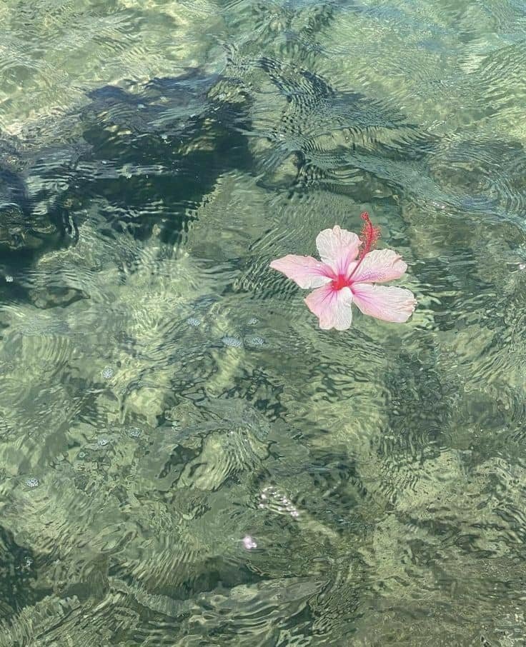 artindetails's tweet photo. hibiscus https://t.co/I6X87pyUzq