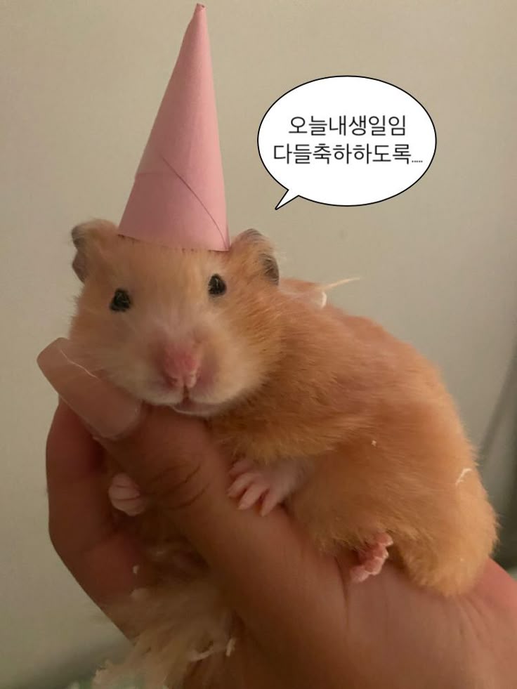 담백 tweet media