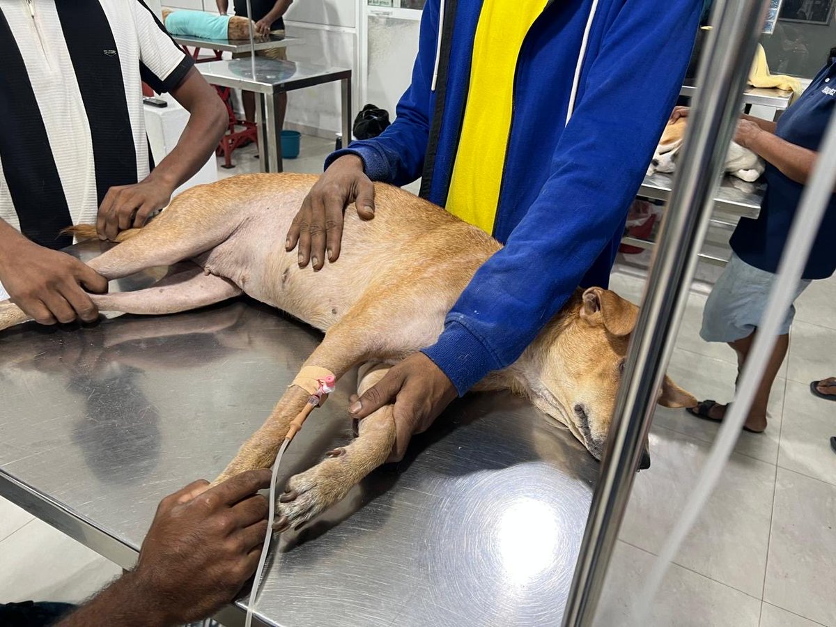 help_strays's tweet photo. Second chemotherapy treatment for the dog with TVT cancer . The dog is responding well to treatment. Help save a stray today ! 🐾#rescuedog #straydog https://t.co/JquPRao2Ts
