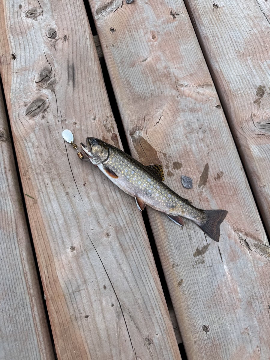 AdamShao's tweet photo. 一条漂亮的溪红点鲑 Brook Trout https://t.co/e63eJf3ieL