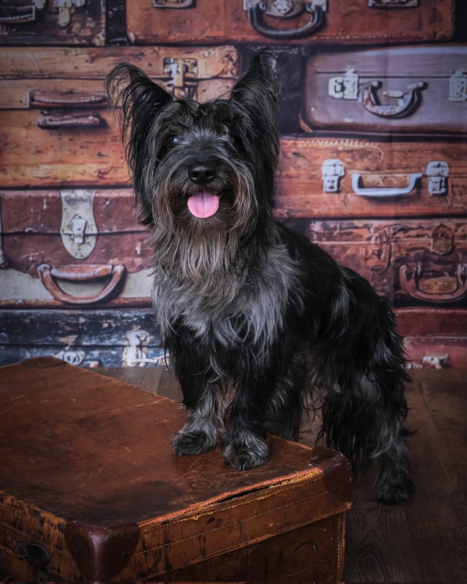 Jml86_'s tweet photo. My dog's photo has been nominated for superdog of the month, and id REALLY appreciate if people could please take a second to vote for him 🥰 The prize for him isnt a lot but it would make me really happy. The link is direct to his pic 

https://t.co/vloBMetRmk… https://t.co/iAs5h3InWh
