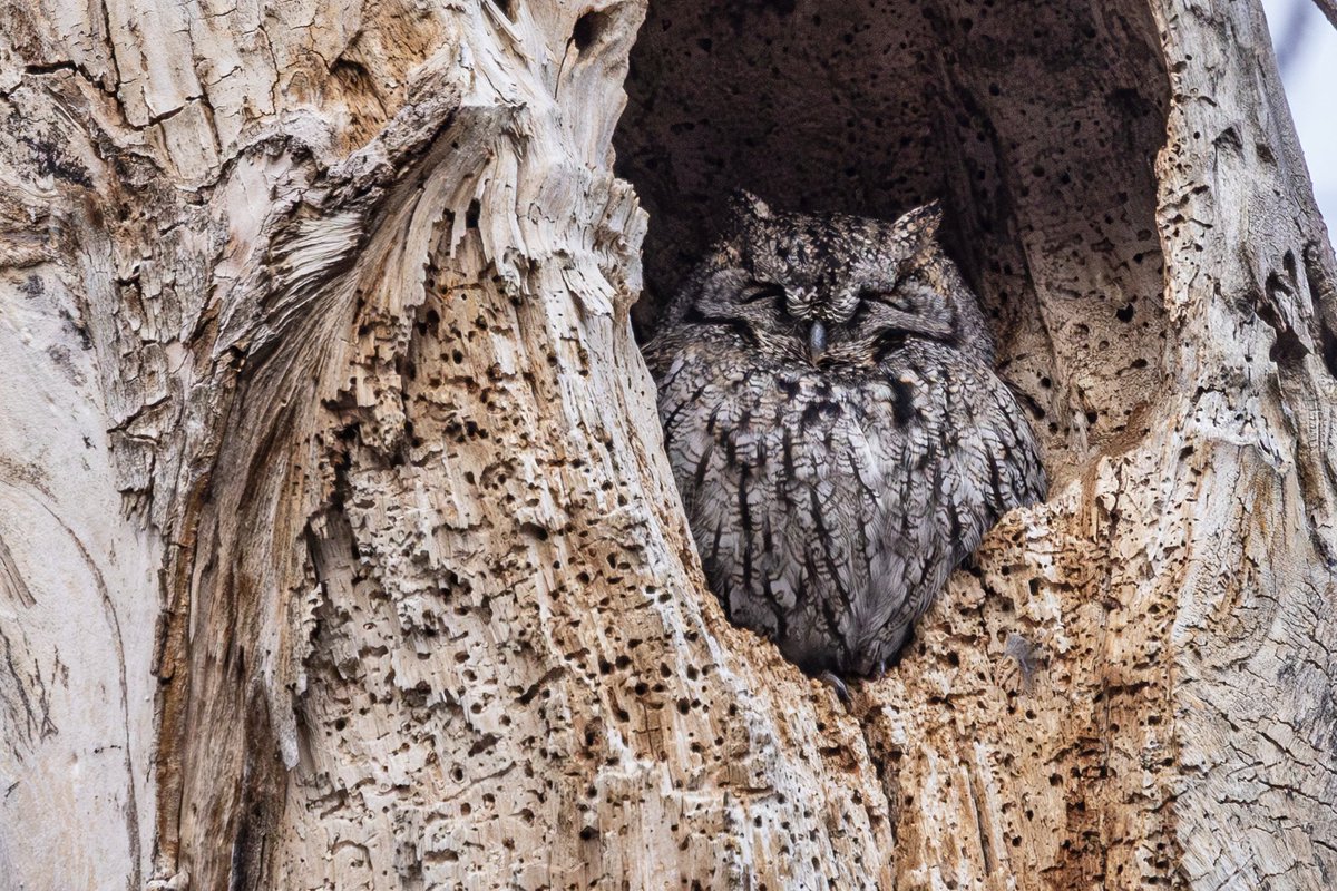 NatureAlberta's tweet photo. The results are in! 🐦 Alberta’s 2025 Christmas Bird Count brought together 2,000+ volunteers who recorded 207,476 birds across 58 count circles and helped set 9 new provincial records! For more information, check out https://t.co/09bX9futbl
📸 iNaturalist user: jefb09 https://t.co/d2oPFiwIKB