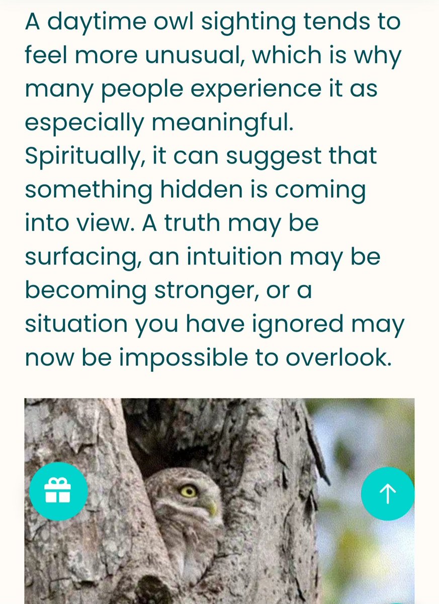 Vamp_69's tweet photo. @JacobIsrael71 ~Here's the day time meaning for an owl sighting.... https://t.co/2Yf7gZxKdg