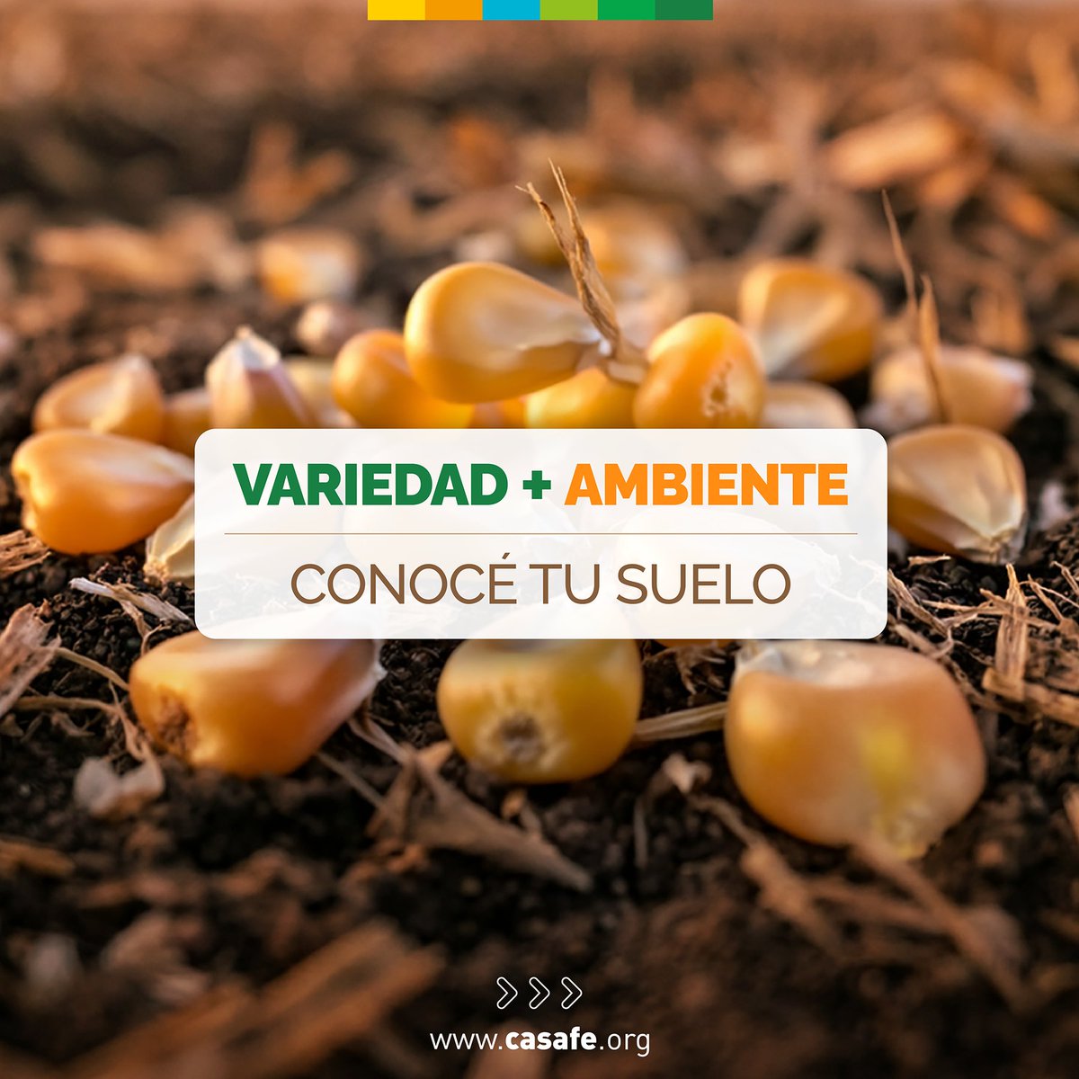 CASAFE tweet media