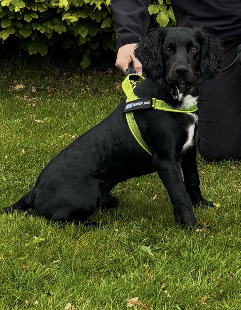 Grcornwell's tweet photo. Brought home a 9 week old puppy in Oct and I've spent every day since training him, exposing him to as many different sights and sounds as possible. 

Extremely proud to say that today I've successfully licensed Hutton with a 100% pass! 🎉🎉🐾

Even more amazing that he's still so
young at only 9 months old 👌🏻

It's been a rollercoaster at times, as he's spirited, but the end result is an amazing Search Dog, who's not scared of anything.

The joint working with the HMP North East Dog Section is an ongoing honour, and an example of what can be achieved when services work together. 
@The_NFRSA #NHSDetectionDog #NHS