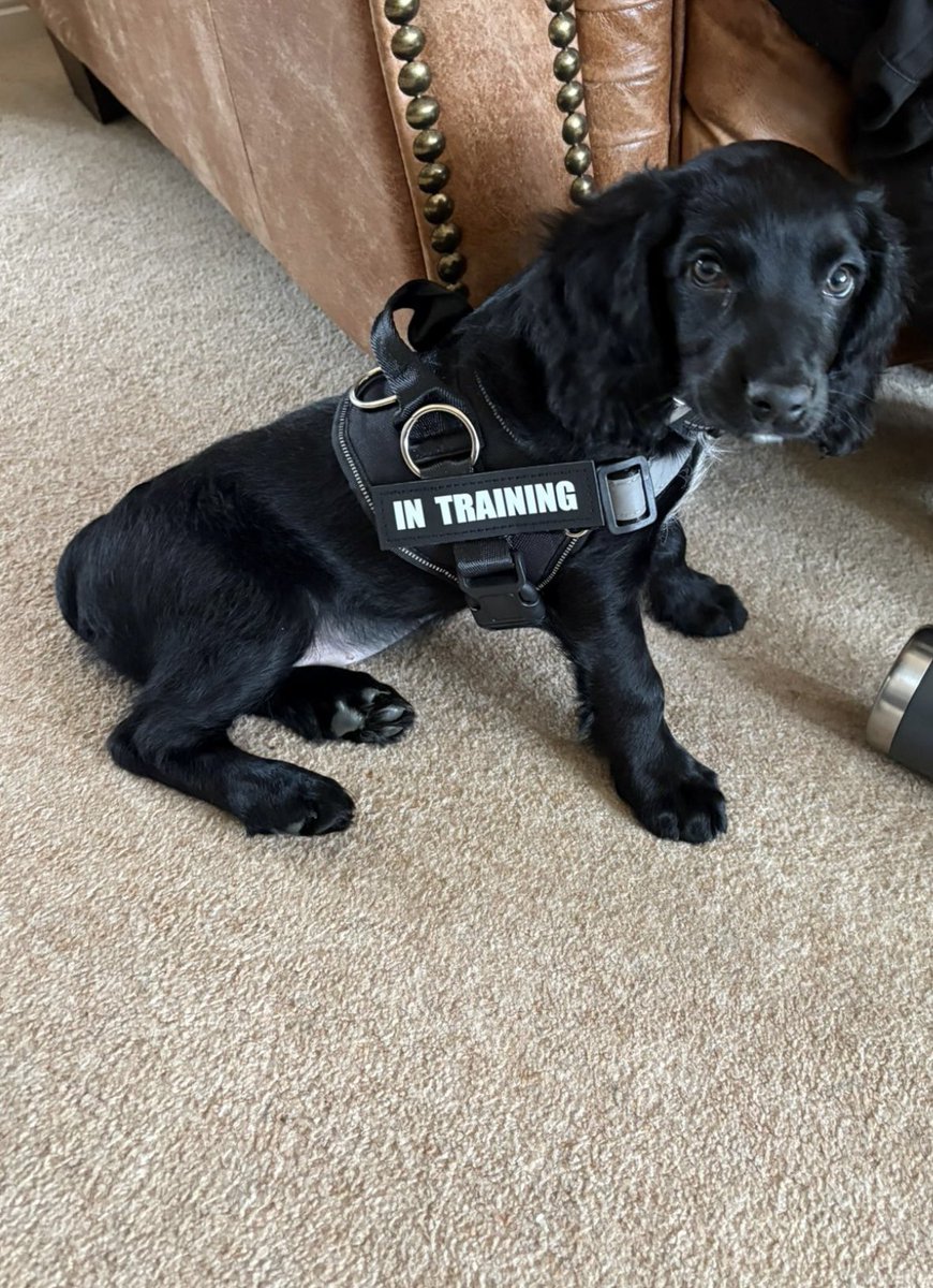 Grcornwell's tweet photo. Brought home a 9 week old puppy in Oct and I've spent every day since training him, exposing him to as many different sights and sounds as possible. 

Extremely proud to say that today I've successfully licensed Hutton with a 100% pass! 🎉🎉🐾

Even more amazing that he's still so
young at only 9 months old 👌🏻

It's been a rollercoaster at times, as he's spirited, but the end result is an amazing Search Dog, who's not scared of anything.

The joint working with the HMP North East Dog Section is an ongoing honour, and an example of what can be achieved when services work together. 
@The_NFRSA #NHSDetectionDog #NHS