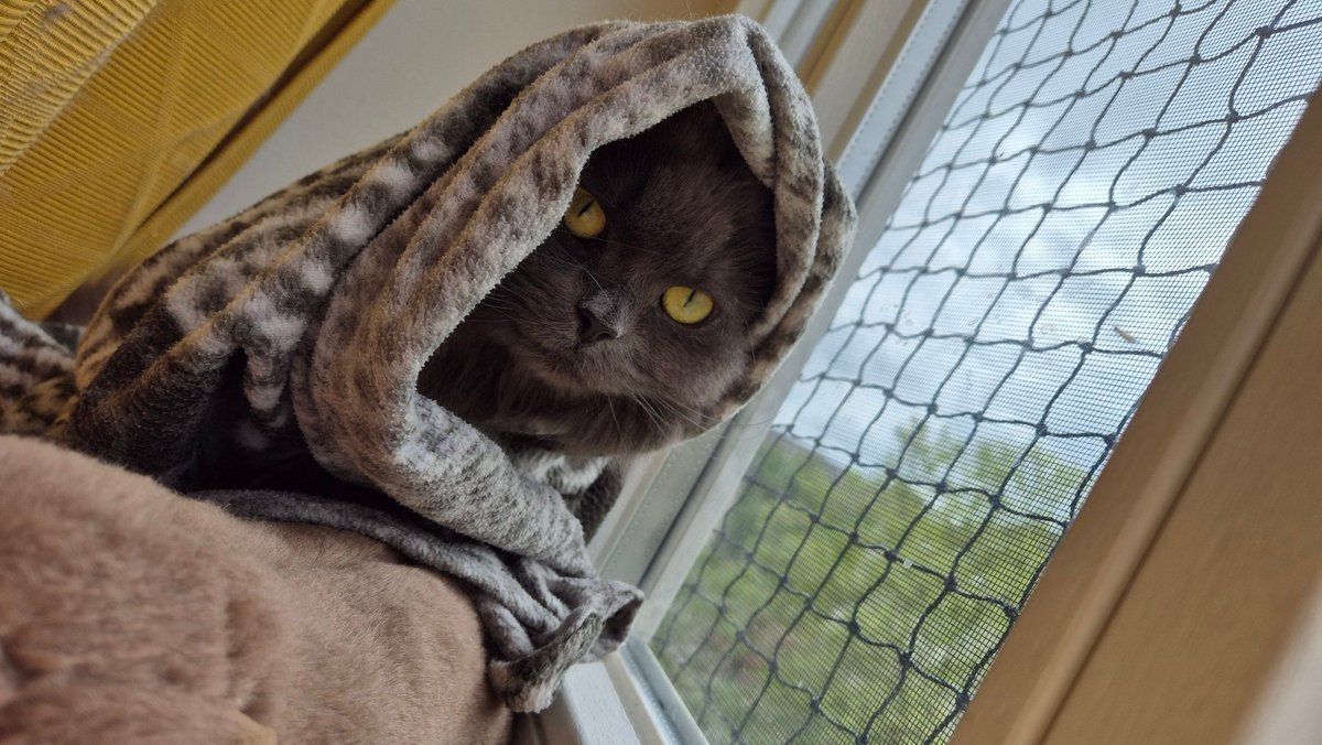 dasha_the_kitty's tweet photo. it was cold at the window again so dasha went back to babushka mode https://t.co/IkrTQJ9L6U
