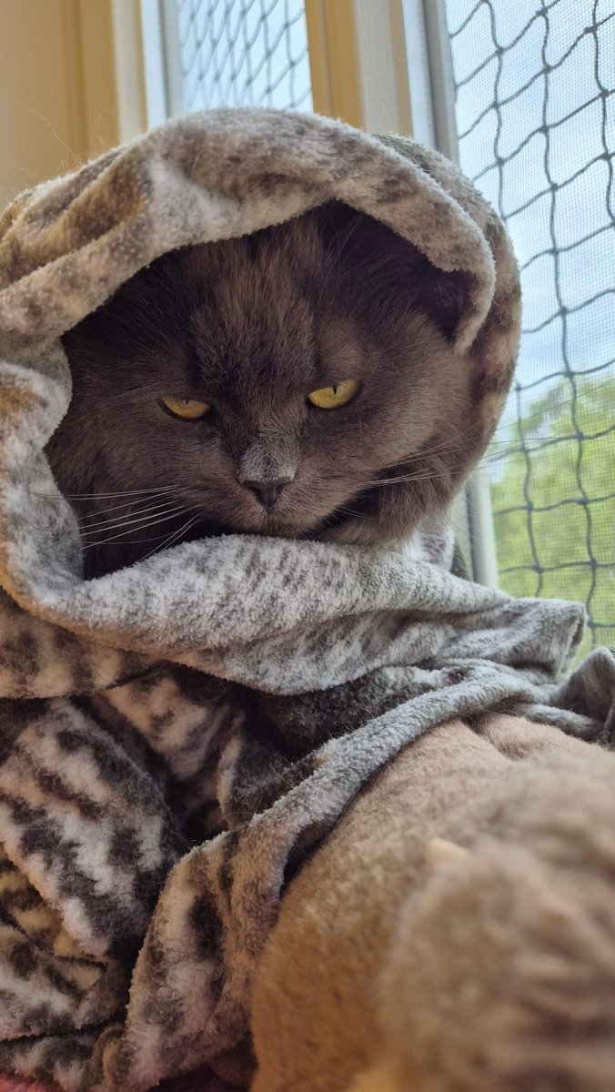 dasha_the_kitty's tweet photo. it was cold at the window again so dasha went back to babushka mode https://t.co/IkrTQJ9L6U