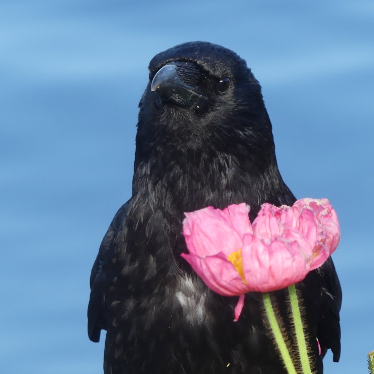 thebrewboy's tweet photo. I brought you this flower to say thank you for the peanuts https://t.co/NEjt3iTGmn
