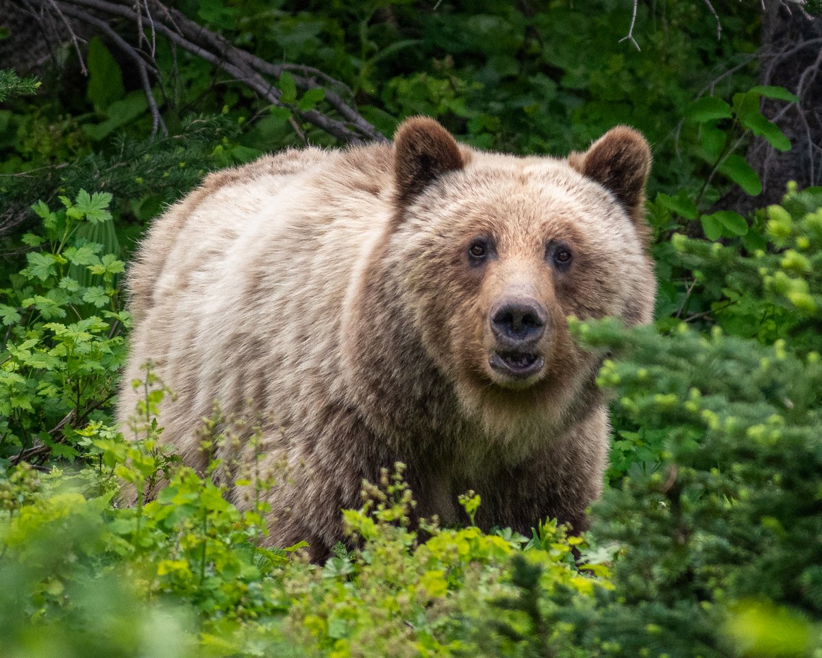 U.S. Fish and Wildlife Service tweet media