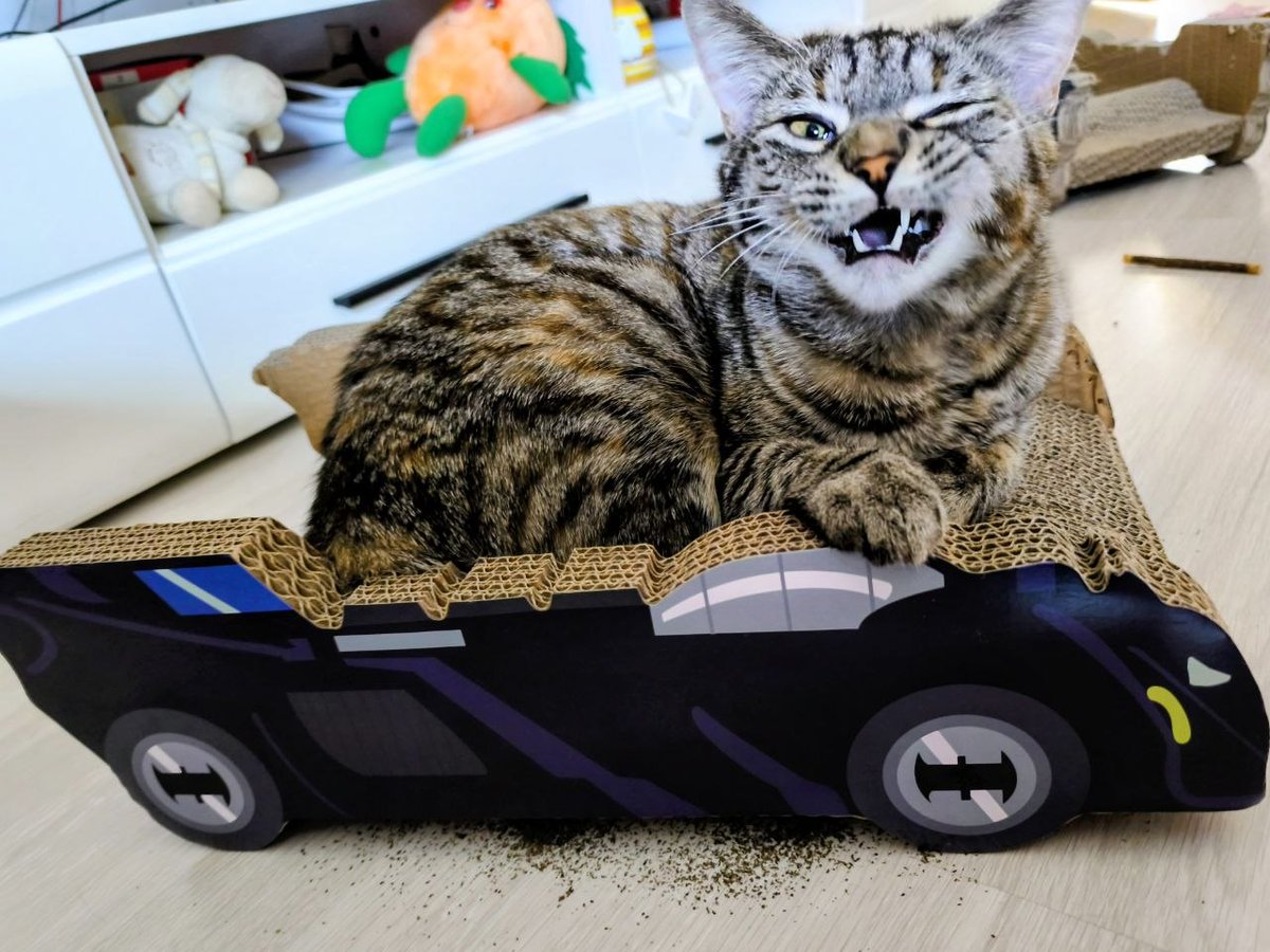 meowmeowfan tweet media