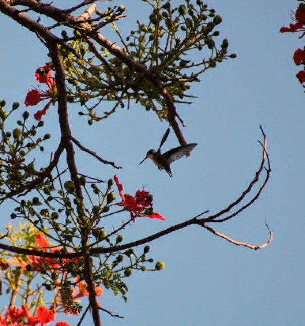 AcatlanDesign's tweet photo. Viernes de  📷
El modelo del día de hoy, este colibrí paseándose por el framboyan de la finca 🏵️✨ https://t.co/J7KFf2wxXK