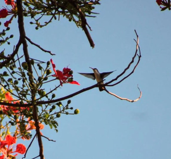 AcatlanDesign's tweet photo. Viernes de  📷
El modelo del día de hoy, este colibrí paseándose por el framboyan de la finca 🏵️✨ https://t.co/J7KFf2wxXK