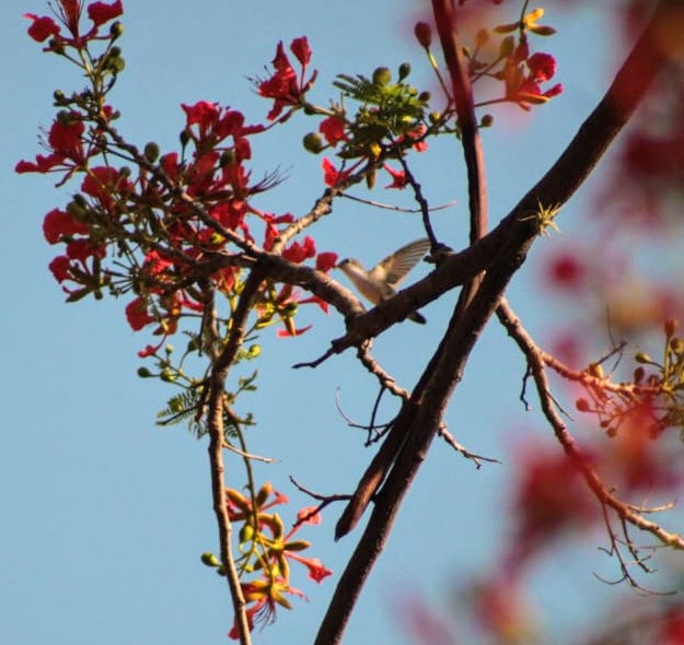 AcatlanDesign's tweet photo. Viernes de  📷
El modelo del día de hoy, este colibrí paseándose por el framboyan de la finca 🏵️✨ https://t.co/J7KFf2wxXK