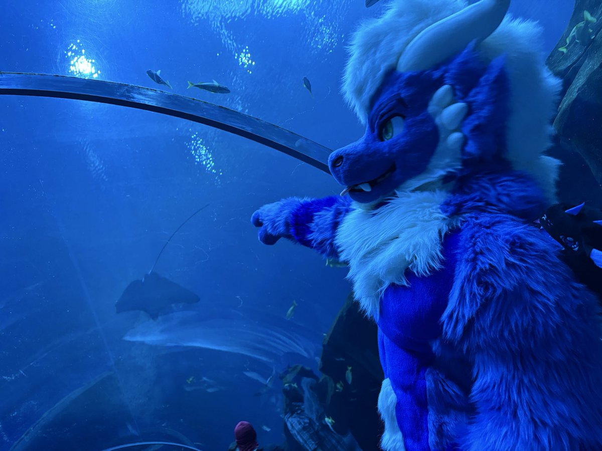 speirgan's tweet photo. They call me the fish finder
Photos from @Kangazeroo 
#FursuitFriday https://t.co/Kl62blIUL4