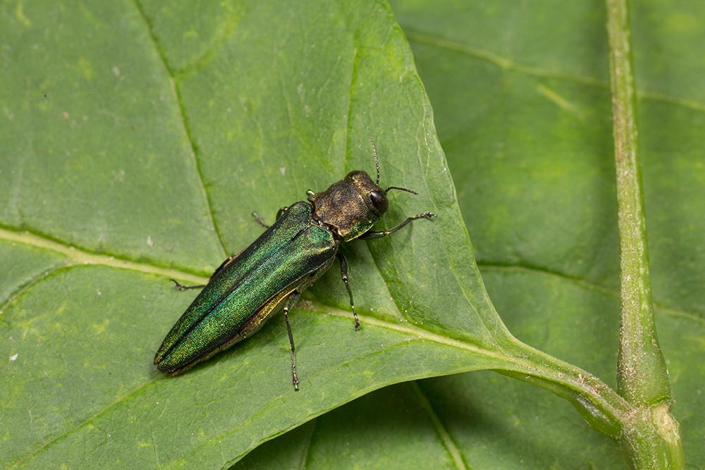 NatureAlberta's tweet photo. We’ve added a new project to Nature Alberta’s Citizen Science page! 🌳🪲

The Emerald Ash Borer Project, helps track the spread of this invasive insect, which poses a serious threat to ash trees across Canada. To learn more head to: https://t.co/GltrduFh85

📸 David Cappaert https://t.co/nJLl31izqi