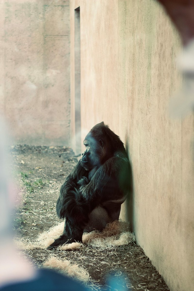 AIC_SLC's tweet photo. Captive animals lose the freedom to roam, hunt, socialize, and live by their instincts. 🌍🐾

Help raise awareness and support more compassionate treatment of wildlife worldwide.

Learn more now: 
https://t.co/uZ6DZgaswB

#EndCaptivity #ProtectWildlife https://t.co/qhj3zNS2Zn