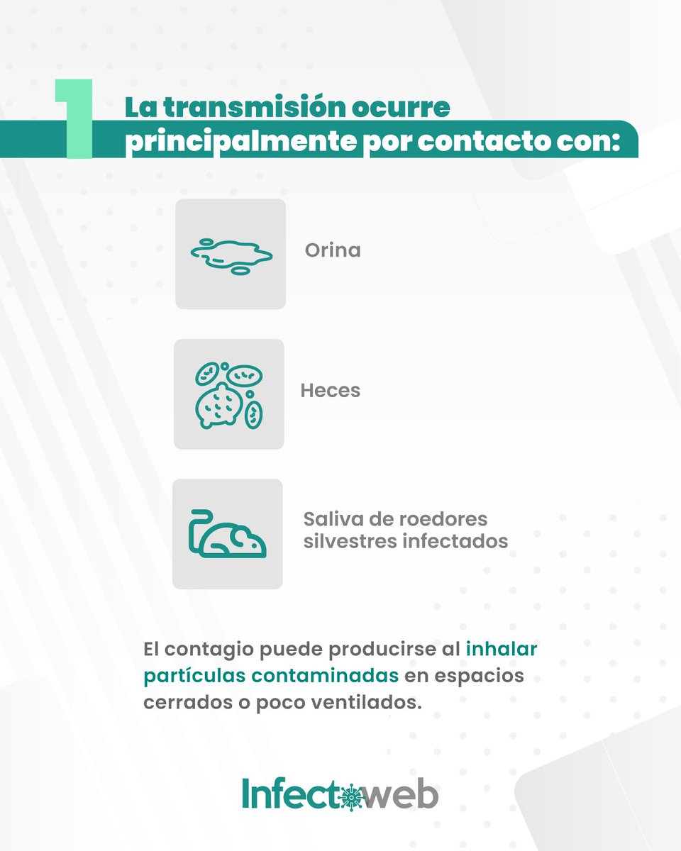 InfectoWeb's tweet photo. Hablemos del #Hantavirus... es una enfermedad viral conocida desde hace décadas y con más de 30 variantes identificadas según la región geográfica.

El Hantavirus tipo Andes, detectado en Chile y Argentina, es el único con transmisión de persona a persona documentada.️ Sin embargo, requiere contacto estrecho y prolongado.

Hasta el momento, esta cepa no se ha identificado en #Colombia.

Te contamos cómo se transmite, síntomas de alerta y las medidas de cuidado que todo profesional de la salud debe tener presentes.

Cuéntanos ¿qué dudas tienes sobre este virus?