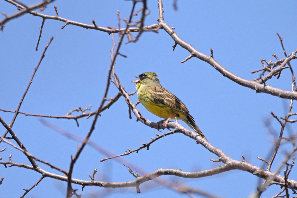 jikkabbi33's tweet photo. 鳥も沢山📷道行く人もバズーカ率高い（笑）
1枚目からコサメビタキ　コゲラ　カケス　アオジ。 https://t.co/rchBguwM91