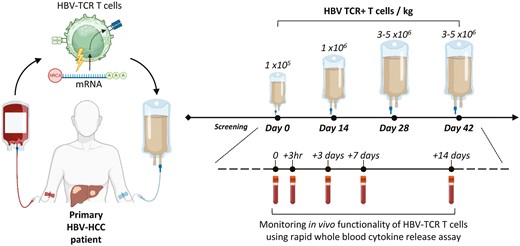 Immunotherapy Advances Journal tweet media
