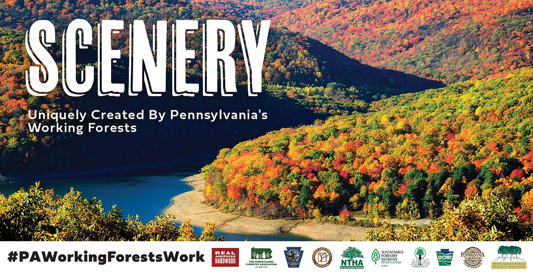 DCNRnews's tweet photo. Pennsylvania’s working forests enhance our lives by providing a diversity of species that give us a long and spectacular fall foliage season.
#PAWorkingForestsWork https://t.co/iVZ0AYZXsy