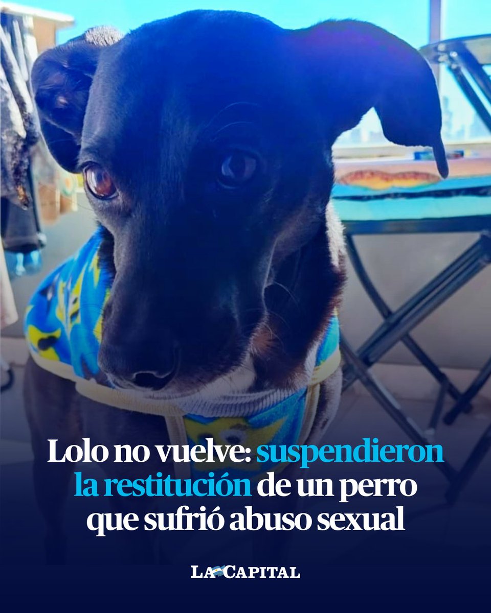 lacapital's tweet photo. 💗🐾  UN PASO MÁS QUE FELIZ PARA LOLO

El Ministerio Público de la Acusación (MPA) anunció este viernes un cambio en la investigación sobre la denuncia de abuso sexual a un perro en la zona sur de Rosario. Luego de un reclamo que tuvo un eco enorme en redes sociales, Lolo no será restituido al que fuera su hogar y seguirá bajo resguardo como parte del proceso penal.

👮🏻📋 Fuentes oficiales confirmaron que una mujer se había presentado como la dueña del animal rescatado hace casi dos meses. La fiscal Mariana Caratozzolo desestimó el pedido de su abogado en primera instancia, aunque también solicitó otras medidas para avanzar hacia el cierre del caso.