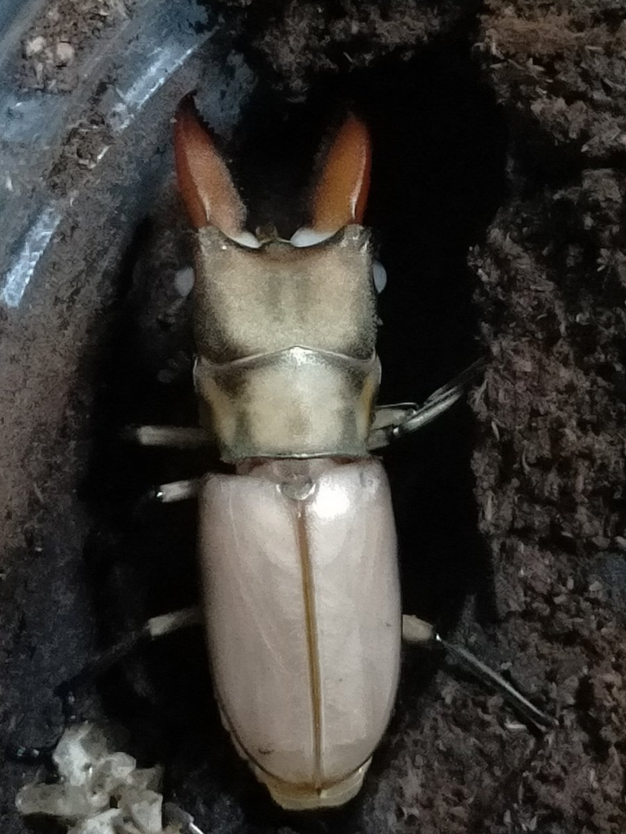 別のムニスゼッチホソアカクワガタ♂が羽化👏👏👏ミニサイズだけど