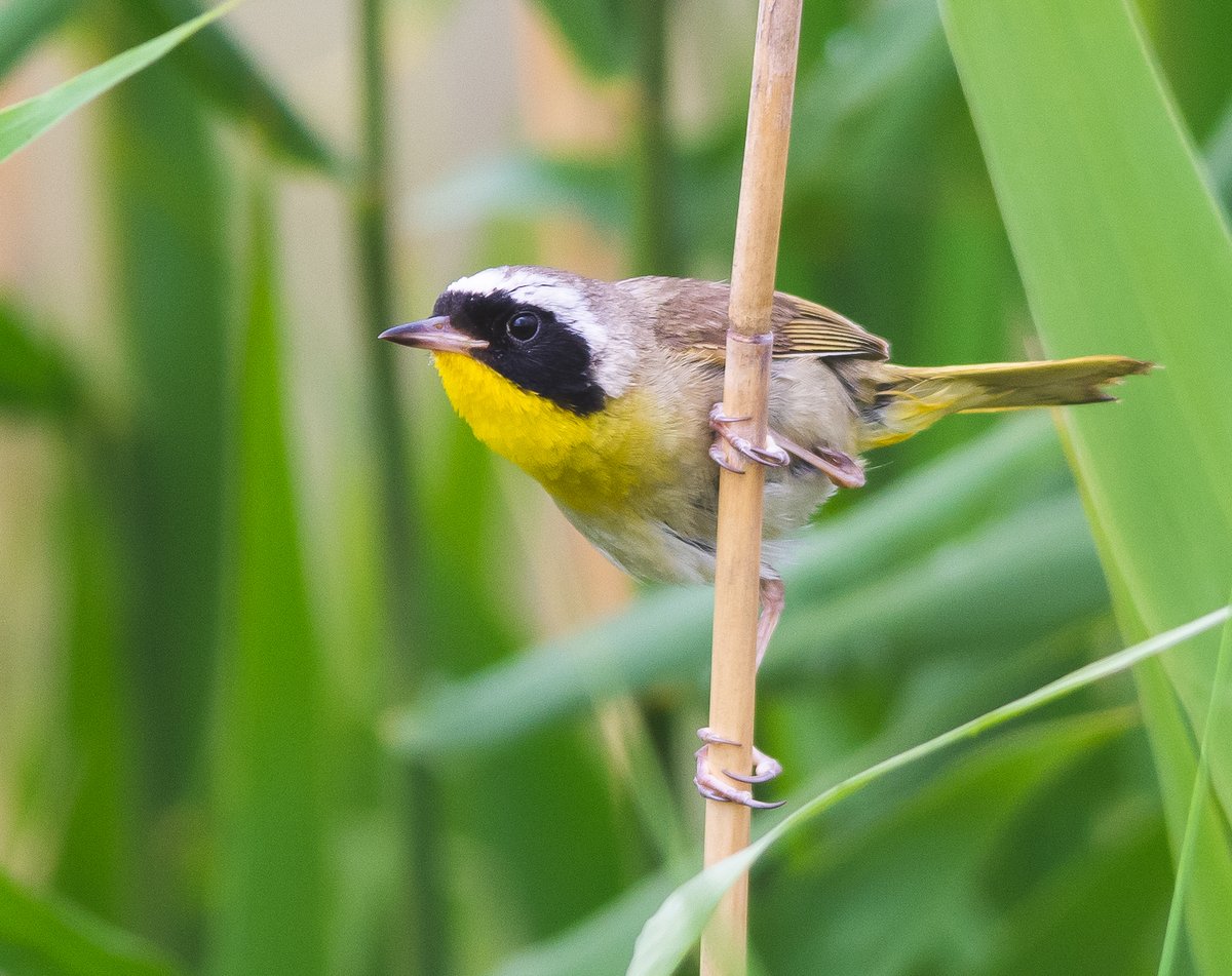 NatureAlberta's tweet photo. 🌿🐦 Nature Alberta’s May Species Count is happening this weekend! Join in from anywhere across the province by documenting the bird and plant species in your local area. 

For more information, go to https://t.co/g7sqmWwQoL

📸 Nick Carter https://t.co/O5iZViXTGL