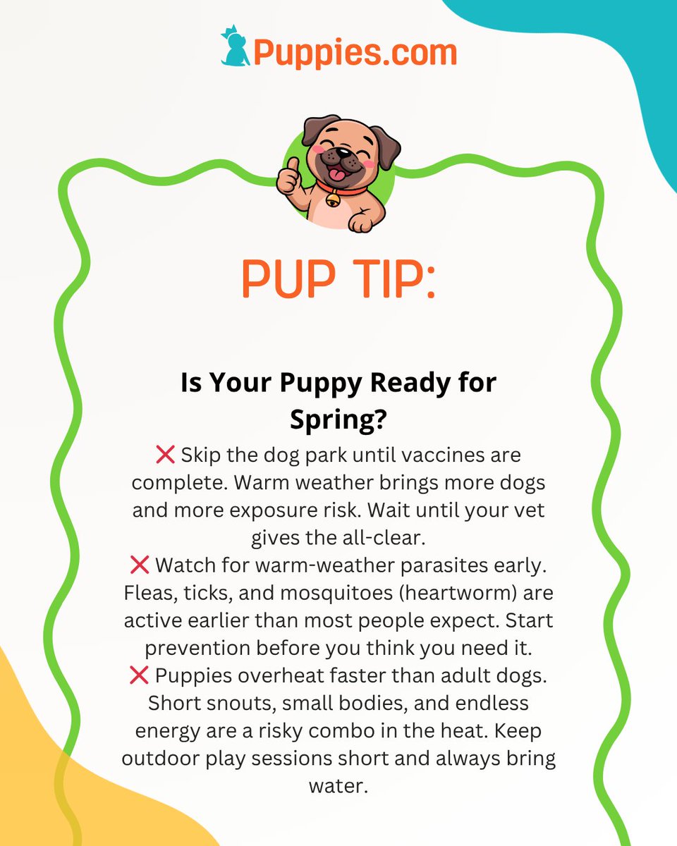 Puppies_dotcom's tweet photo. Is your puppy ready for spring? 🌱 Warmer weather means more time outside, but it also means new risks for young pups. Here are three things every new puppy owner should know before heading out. 🐾
#RealPuppiesDotCom #PuppiesDotCom #SpringSafety https://t.co/USCEsOT46f