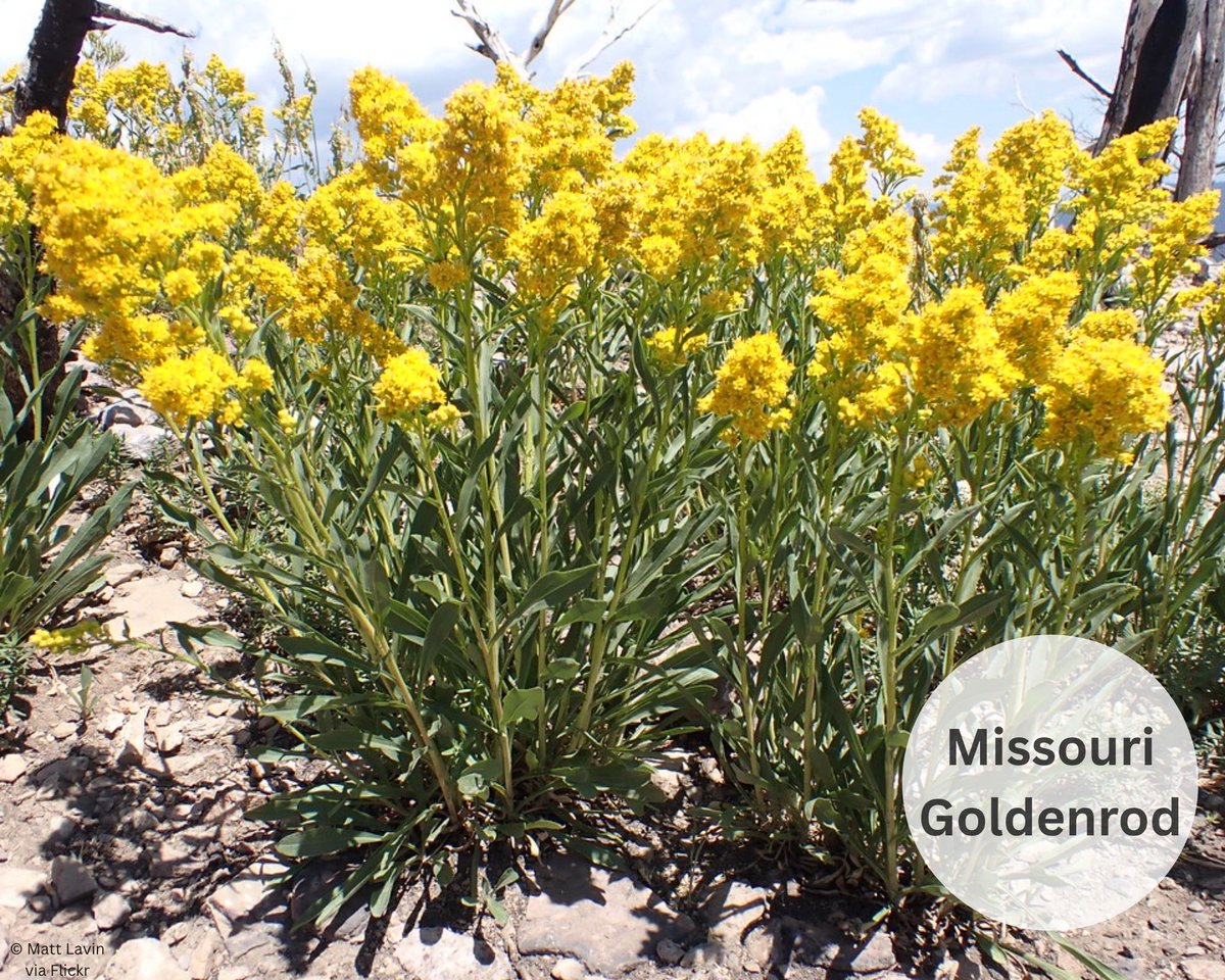 IowaMonarchs's tweet photo. #DYK that the roots of some native plants can grow up to 15 feet deep! This makes native plants excellent at improving both soil and water quality. Can you order these native plants by their root depth? Leave your guesses in the comments and check back next week for the reveal! https://t.co/uTOReVvtPI