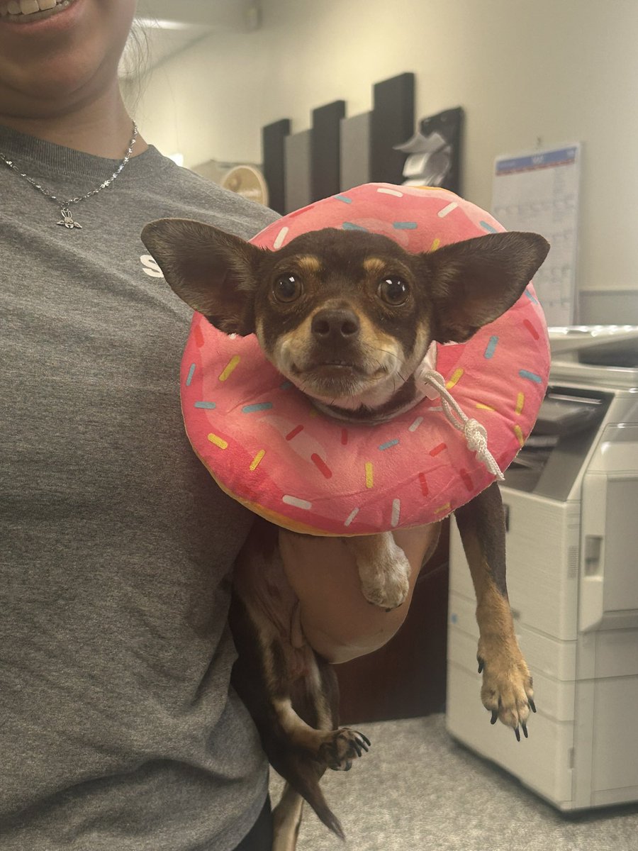 Fort Bend Animal Services tweet media