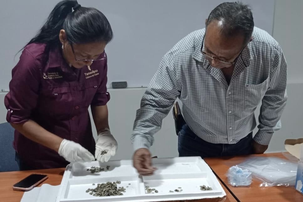 RuralTam_mx's tweet photo. Como parte de las acciones para fortalecer la actividad ostrícola en Tamaulipas, personal de la Subsecretaría de Pesca y Acuacultura llevó a cabo la recepción y entrega de 150 mil semillas y ostrilla de ostión, en beneficio de productores de distintos municipios del estado. https://t.co/XG70yiATag
