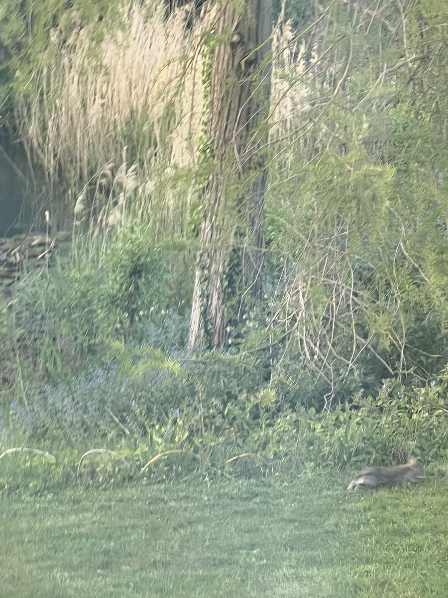 briarforger's tweet photo. i call this one "rabbit on the run" https://t.co/k4nv5RsoLB
