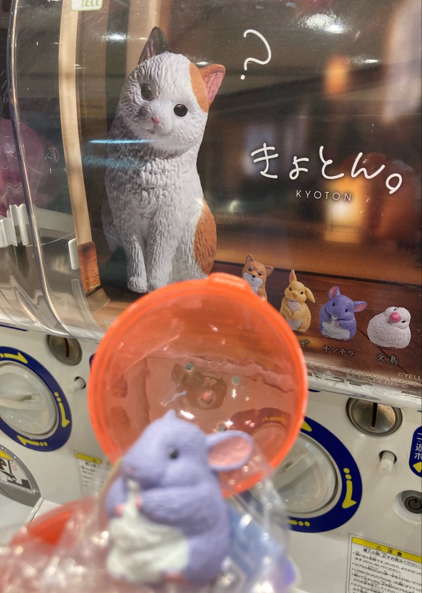 キャミ子ᙏ̤̫͚ tweet media