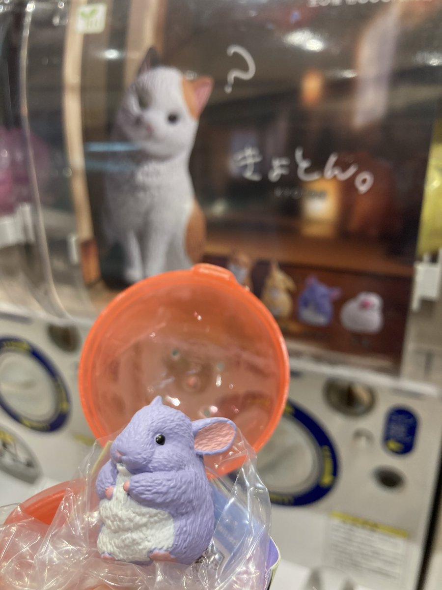 キャミ子ᙏ̤̫͚ tweet media