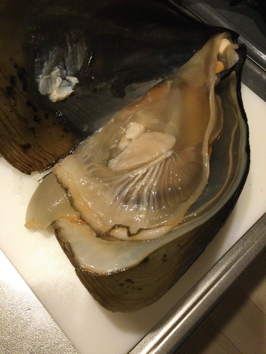 G_SAKAI's tweet photo. この貝食べたことある人はリポスト！ https://t.co/bDmRMTqT4r