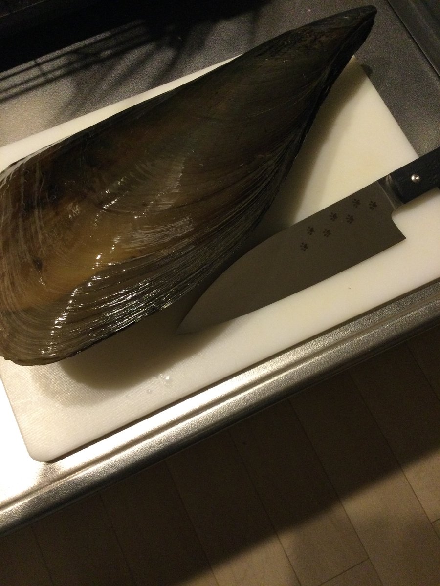 G_SAKAI's tweet photo. この貝食べたことある人はリポスト！ https://t.co/bDmRMTqT4r