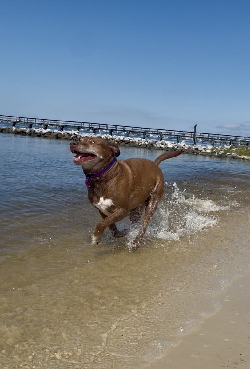 invaderziin's tweet photo. this dude will be 10 next month 🥹🏖️🥃🐶 https://t.co/l7zyHo8RwL