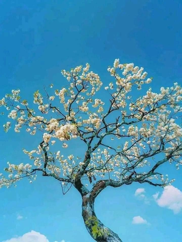 artindetails's tweet photo. the sky wore flowers today. https://t.co/xkn4fNIaCL