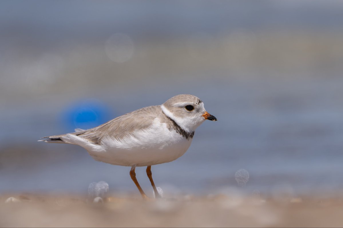 Chicago Piping Plovers tweet media