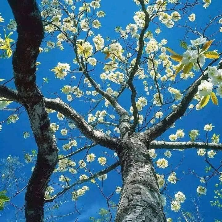 artindetails's tweet photo. the sky wore flowers today. https://t.co/xkn4fNIaCL