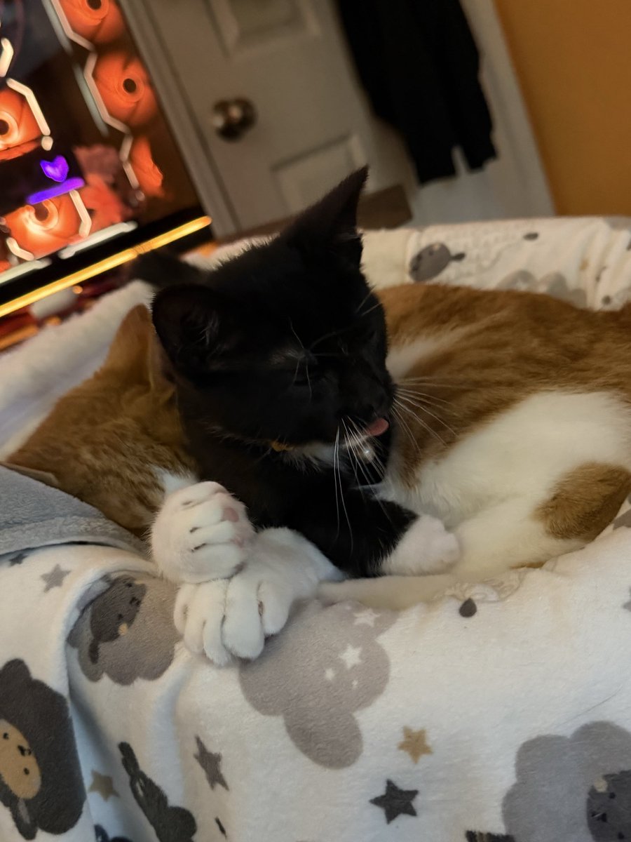 VCSherlu's tweet photo. Meet: Bartholomeow T. (Tuxi) Kuma!!

He goes by Kuma but Shrimp loves him so much! I think hes always wanted a friend. Kuma's super energetic and just loves to play-fight shrimp lol https://t.co/DAYiUJzK5W