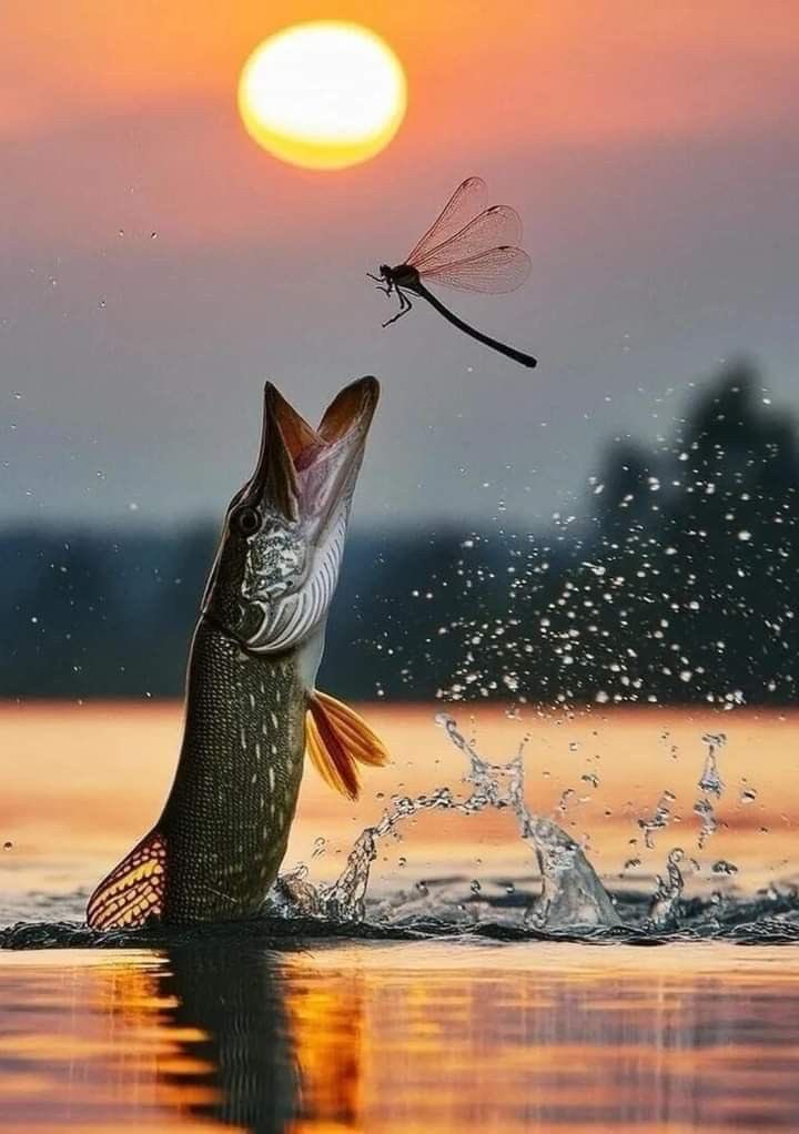 Oceaiiia 🦈🐟 tweet media