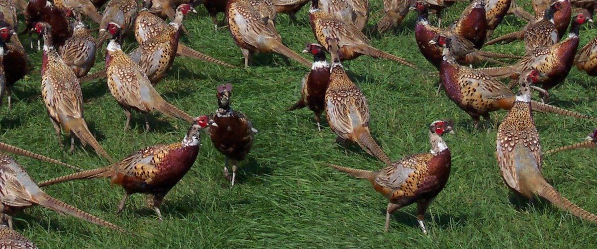 BestMedSec's tweet photo. Collective noun for pheasants: a NYE!  Here's The Man's name spelt out in the style of a sequence on 'Only Connect': https://t.co/9Dh9Nd9Bf3