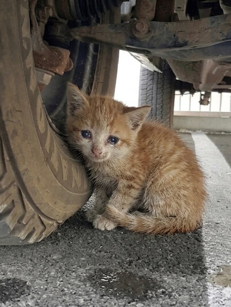 We don't deserve cats 😺 tweet media