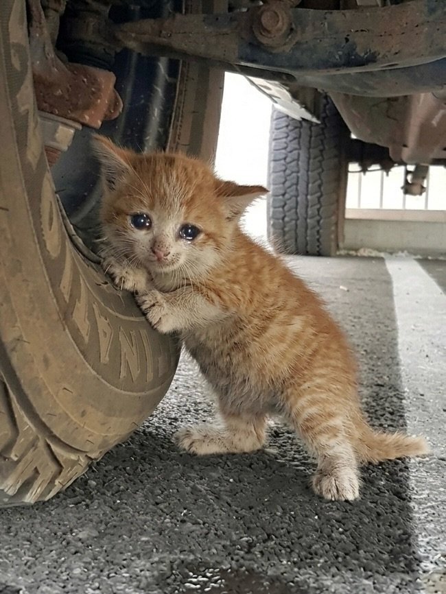 We don't deserve cats 😺 tweet media