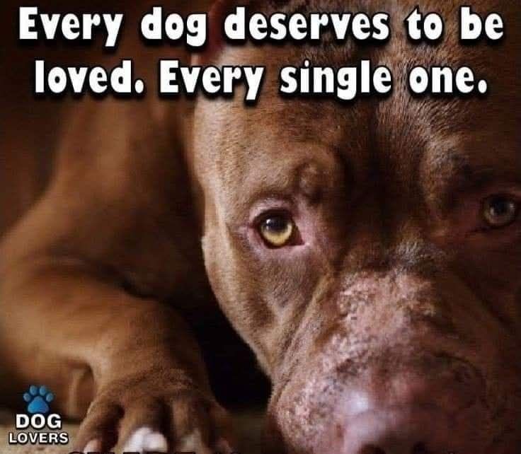 pitbullsad's tweet photo. https://t.co/poHBTsPVZg