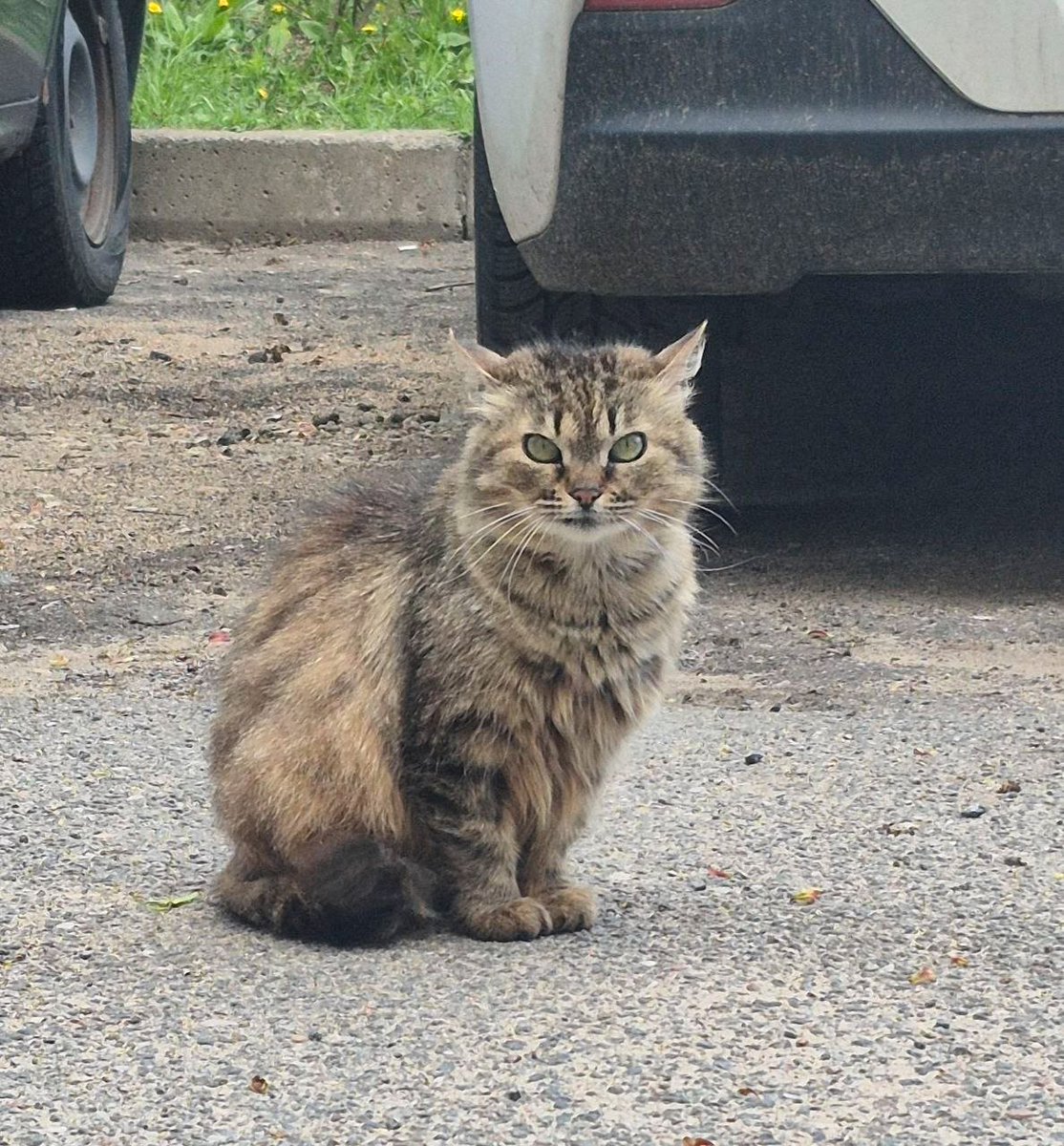 Мрак и котики 🐾 tweet media