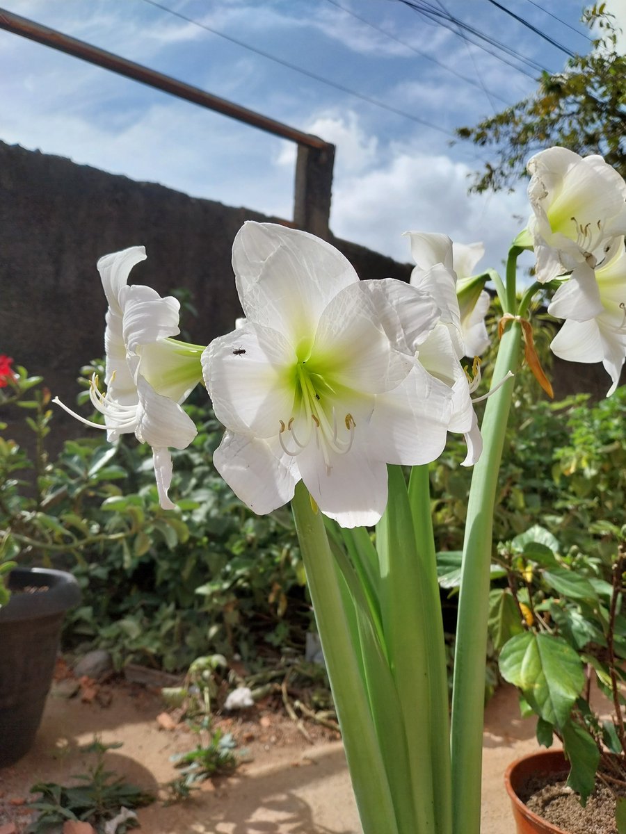 tsantoscardoso2's tweet photo. Finalmente consegui uma Amarílis Branca, tbm conhecida como Açucena e Flor da Imperatriz, uma linda flor da nossa flora, meu jardim cada vez mais belo #amarilis #Hippeastrum #meujardim #garden #flower #whiteflower https://t.co/2seObl5CMS
