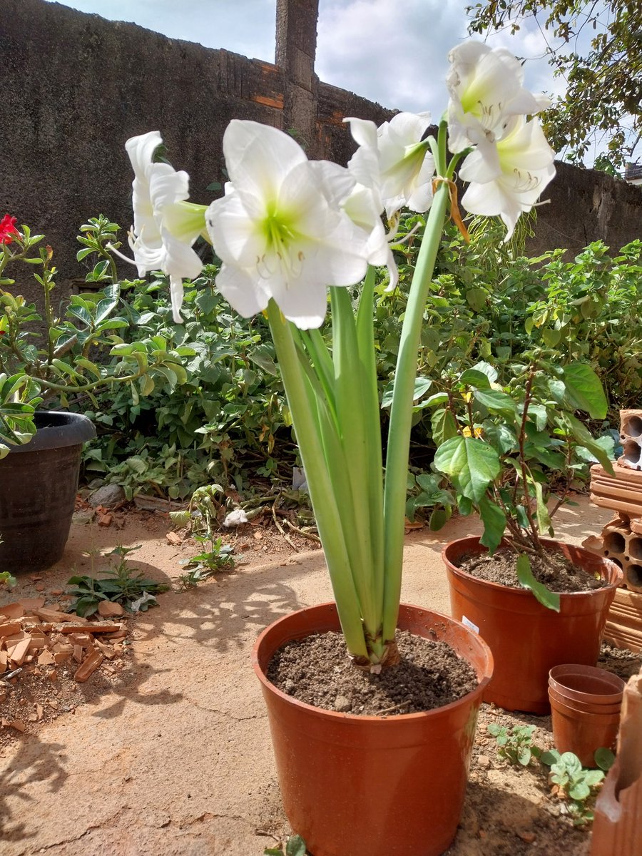 tsantoscardoso2's tweet photo. Finalmente consegui uma Amarílis Branca, tbm conhecida como Açucena e Flor da Imperatriz, uma linda flor da nossa flora, meu jardim cada vez mais belo #amarilis #Hippeastrum #meujardim #garden #flower #whiteflower https://t.co/2seObl5CMS
